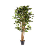 Planta Saudade