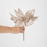 Flor Poinsettia Aura